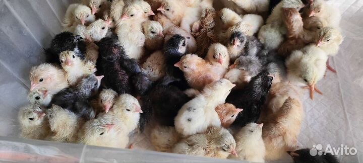 Цыплята суточные несушки