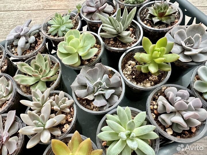 Суккуленты