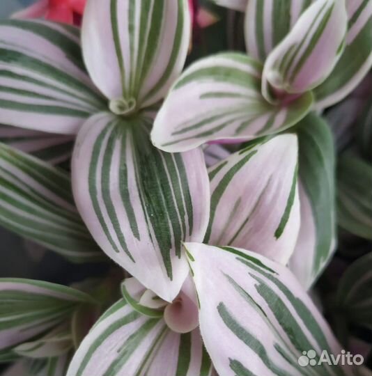 Традесканция нанук