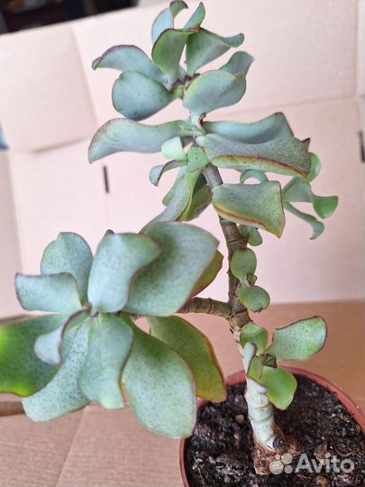 Толстянка Crassula arborescens undulatifolia