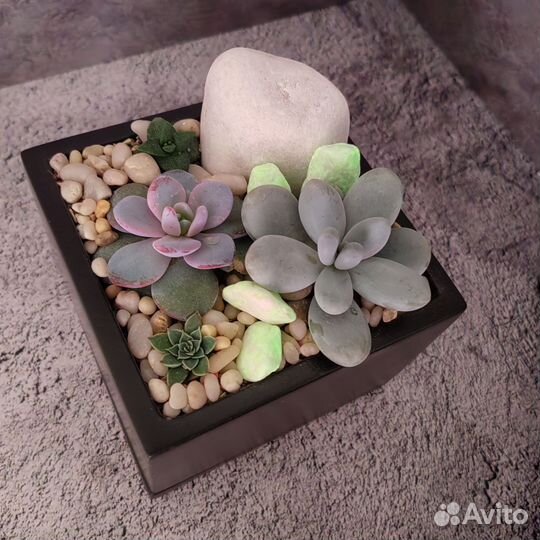 Суккуленты