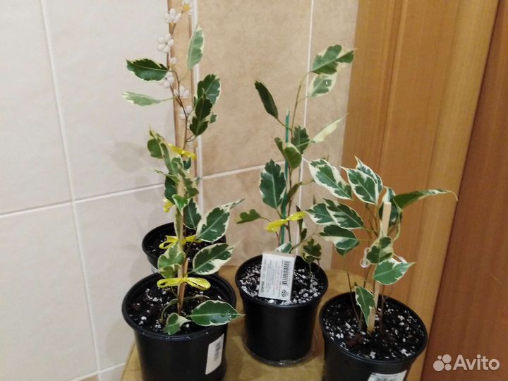 Фикус Твилайт