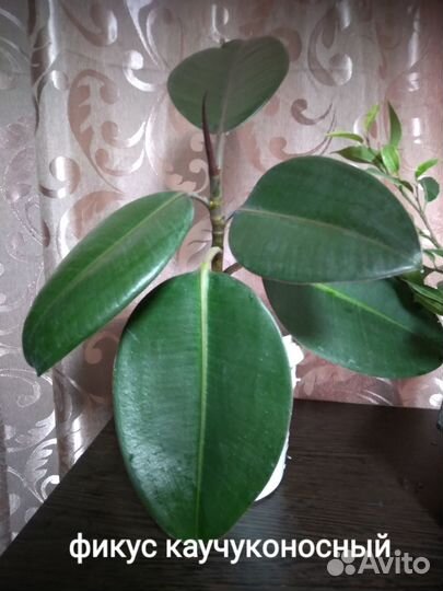 Фикус мелколистный Нина. Кротон