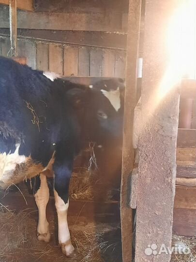 Корова и тёлочка