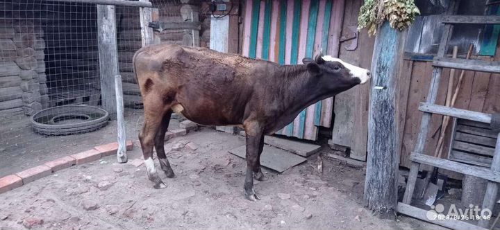 Тёлки бычки