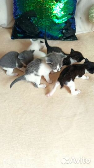 Котята в добрые руки