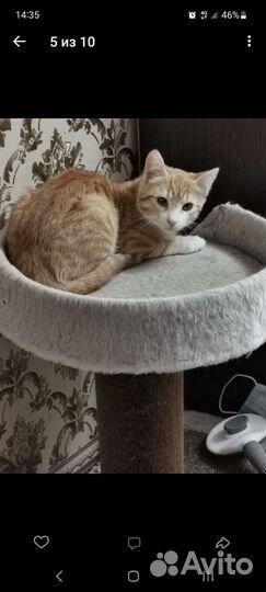 Котята ищут дом