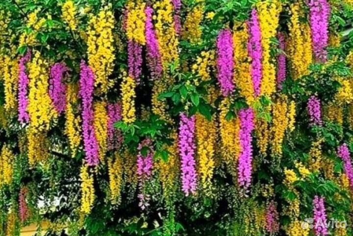 Редкость для сада-лабурноцитисус Адама