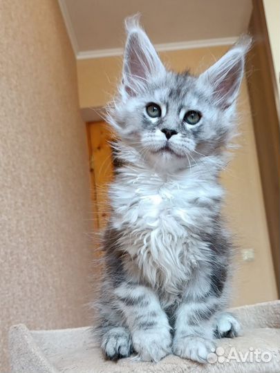 Серебро котята