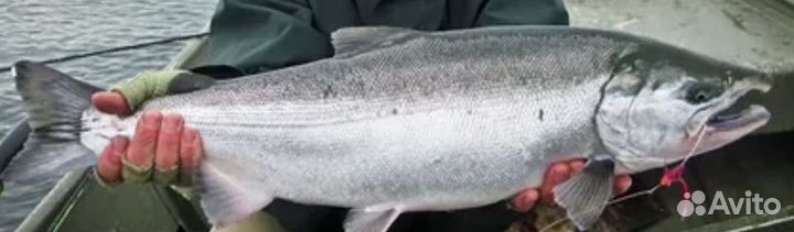 Кижуч свежий