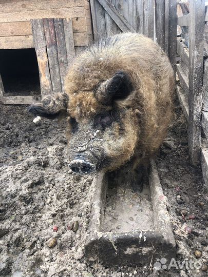 Кабан Венгерской Мангалицы