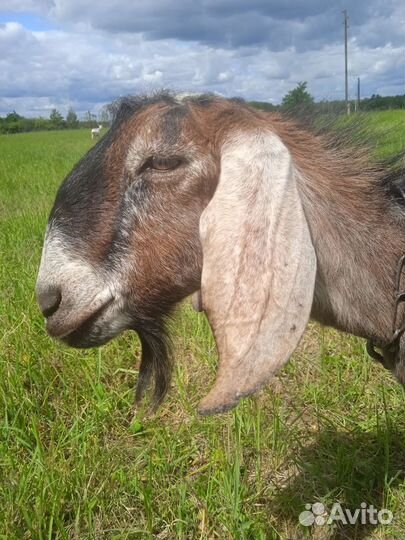 Вязка Англо-нубийским козлом