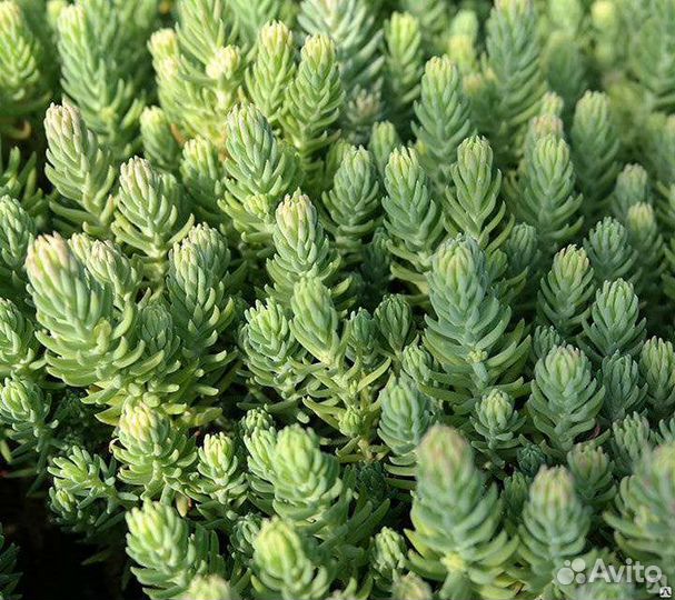 Очиток почвопокровный