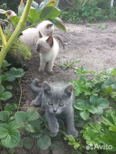 Котята в добрые руки