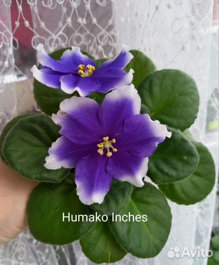 Фиалки сортовые (детки)