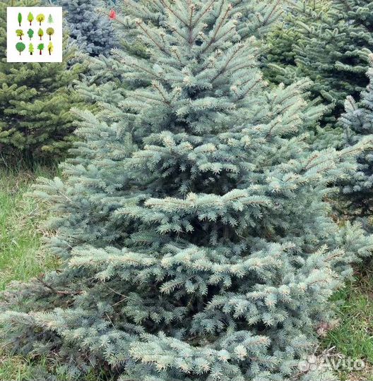 Крупномеры голубой ели