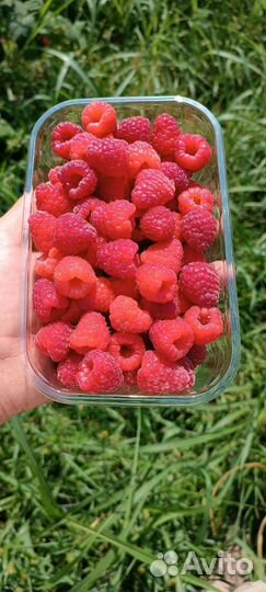 Саженцы ремонтантной малины