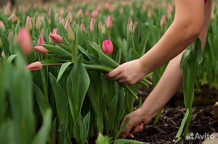 Тюльпаны оптом