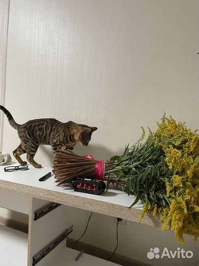 Бенгальский кот