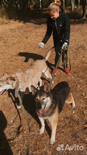 Передержка/Выгул собак