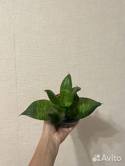 Сансевиерия ханни