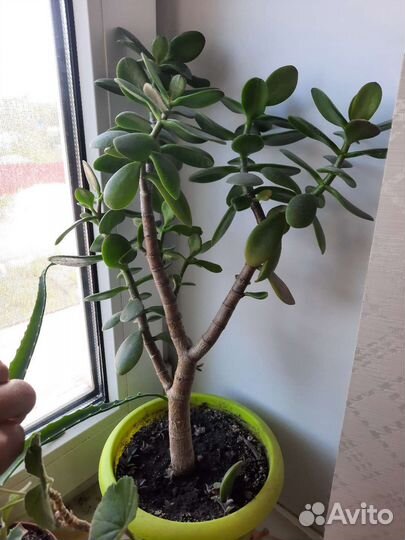 Толстянка или денежное деревце