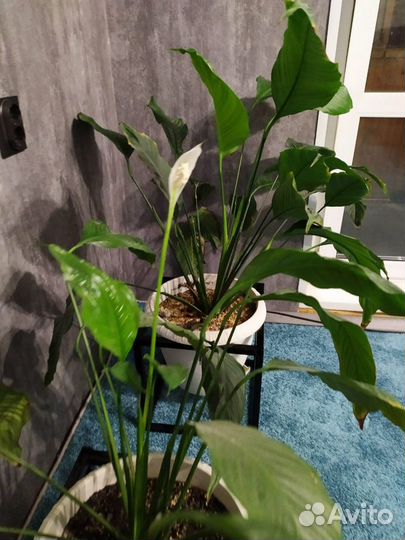 Растение Спатифиллум