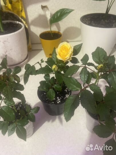 Комнатные растения розы