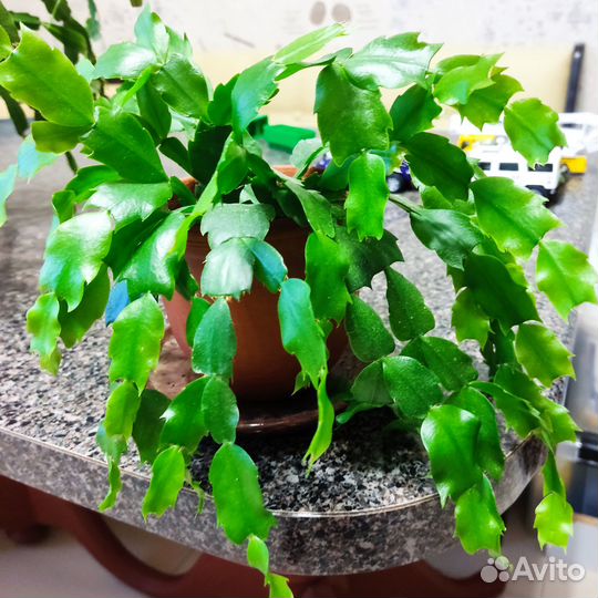 Декабрист (Кактус Шлюмбергера)