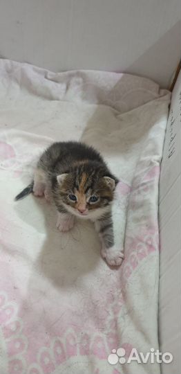 В добрые руки