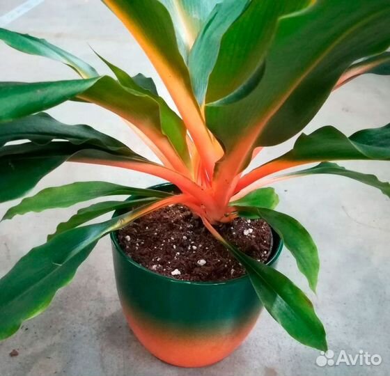 Хлорофитум оранж
