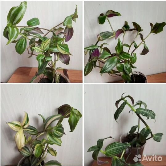 Комнатные растения