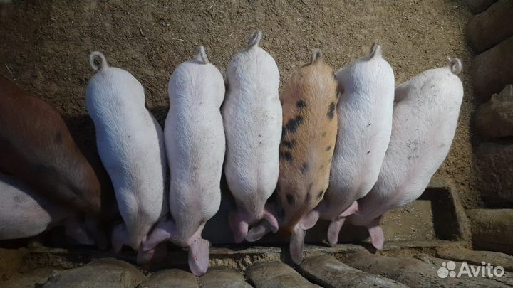 Поросята