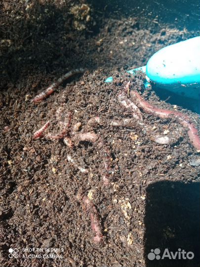 Биогумус(вермикомпост) собственного производства