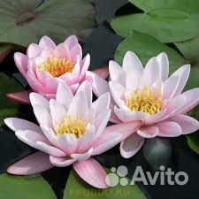 Нимфеи для пруда