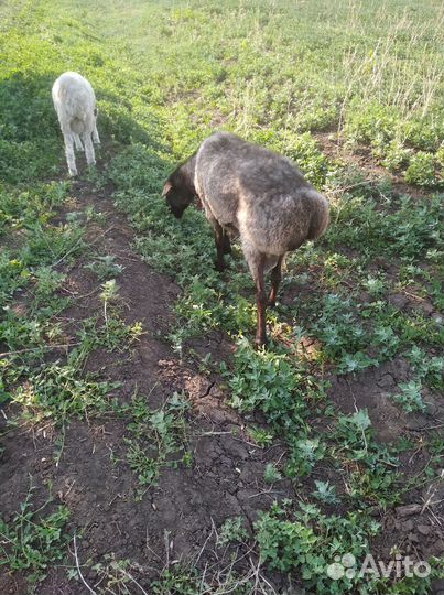 Овцы бараны