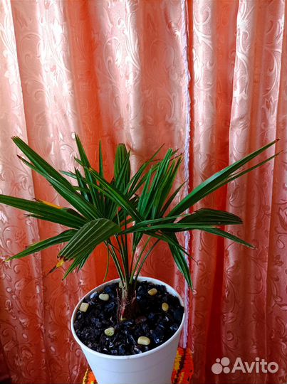 Пальма Трахикарпус