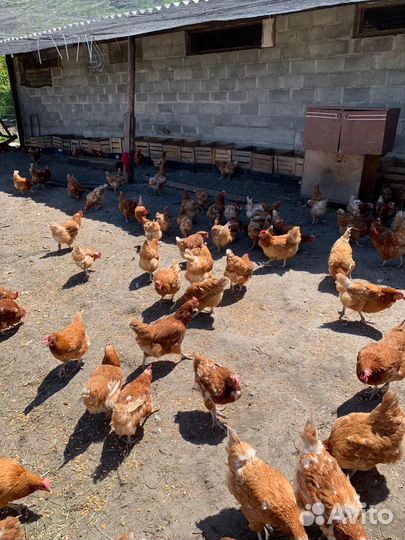 Куры несушки ломан браун