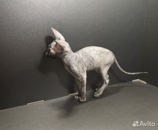 Девочка Корниш-рекс