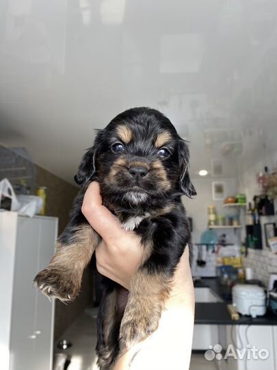 Собака спаниель