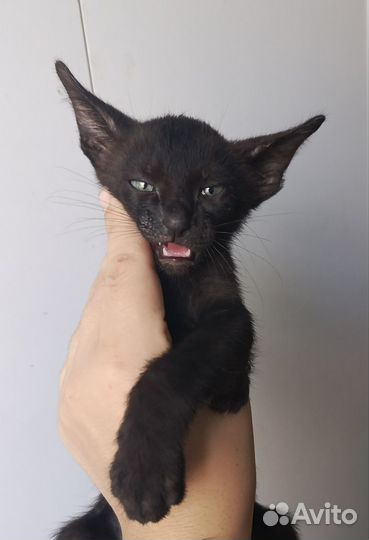 Петерболд Ориентальная