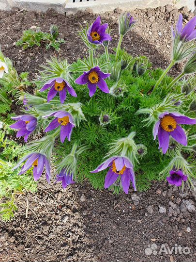 Семена - Прострел или Сон-трава