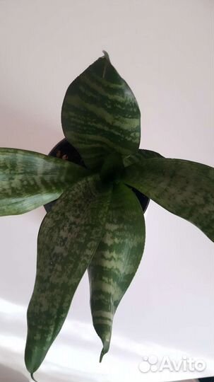 Сансевиерия