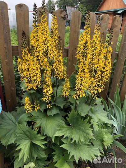 Цветы многолетники