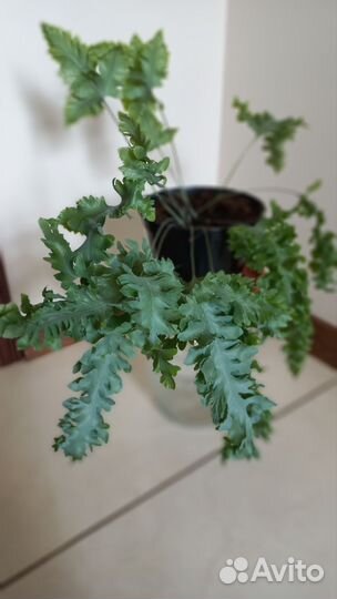 Флебодиум Давана