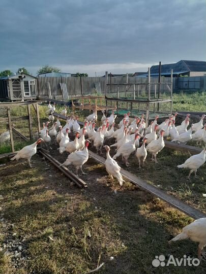 Домашняя птица индюк