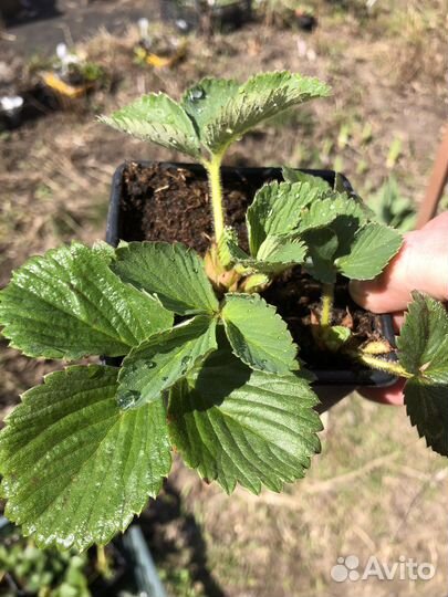 Клубника саженцы