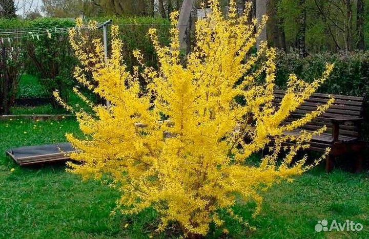 Форзиция Гольден Таймс