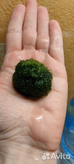 Грунт, кладофора