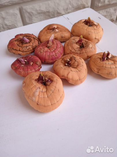 Луковицы гладиолусов